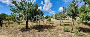 VILLA ON 7,400M² PLOT IN SA CABANETA