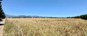 Site for sale in Sencelles