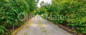 20.000 M ² FINCA WITH VILLA, GARAGE, POOL AND TWO BUSINESS OPERATIONS: HOLIDAY RENTAL AND AVOCADO FARM