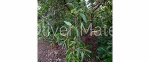 20.000 M ² FINCA WITH VILLA, GARAGE, POOL AND TWO BUSINESS OPERATIONS: HOLIDAY RENTAL AND AVOCADO FARM