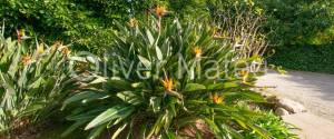 20.000 M ² FINCA WITH VILLA, GARAGE, POOL AND TWO BUSINESS OPERATIONS: HOLIDAY RENTAL AND AVOCADO FARM