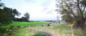 COUNTRY ESTATE ON THE OUTSKIRTS OF MARIA DE LA SALUT