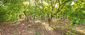 20.000 M ² FINCA WITH VILLA, GARAGE, POOL AND TWO BUSINESS OPERATIONS: HOLIDAY RENTAL AND AVOCADO FARM