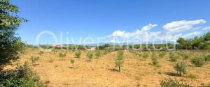 VILLA WITH HOLIDAY RENTAL LICENSE, TWO GUEST HOUSES AND HORSE STABLES