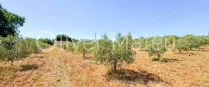 VILLA WITH HOLIDAY RENTAL LICENSE, TWO GUEST HOUSES AND HORSE STABLES