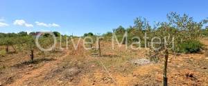 VILLA WITH HOLIDAY RENTAL LICENSE, TWO GUEST HOUSES AND HORSE STABLES